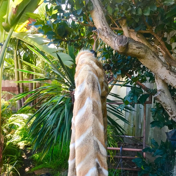 Cute ShortHair Fox Fur Jacket Wide UpperArms - Picture 9 of 11